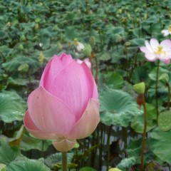 バリ島のレストラン事情　by ts