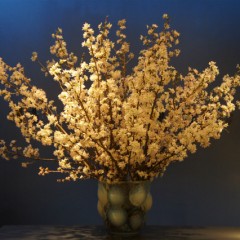 啓翁桜が満開です。